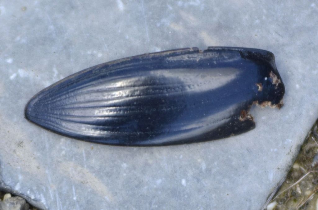 Elitra di Hydrophilus (Hydrophilus) piceus